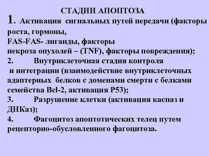 СТАДИИ АПОПТОЗА 1. Активация сигнальных путей передачи (факторы роста, гормоны, FAS- лиганды, факторы некроза