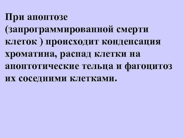 При апоптозе (запрограммированной смерти клеток ) происходит конденсация хроматина, распад клетки на апоптотические тельца