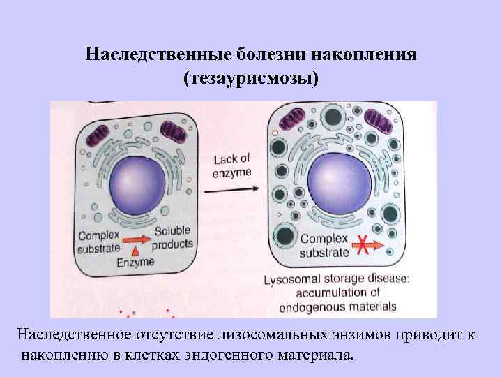 Наследственные болезни накопления (тезаурисмозы) Наследственное отсутствие лизосомальных энзимов приводит к накоплению в клетках эндогенного