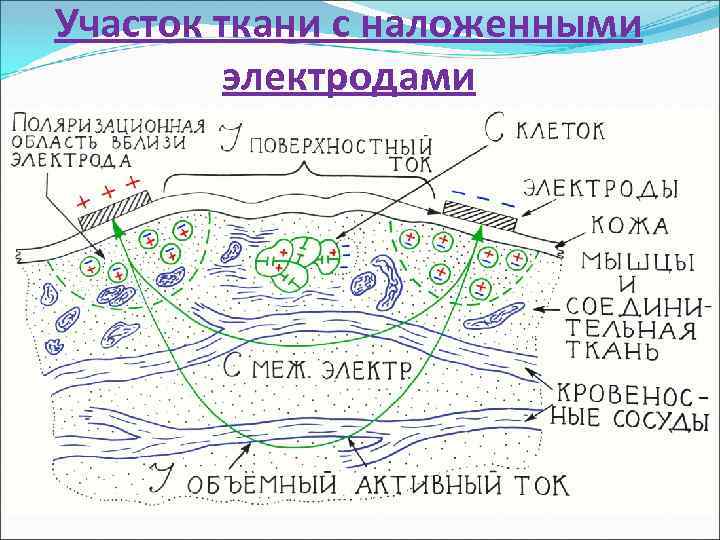 Эквивалентная электрическая схема биологических тканей