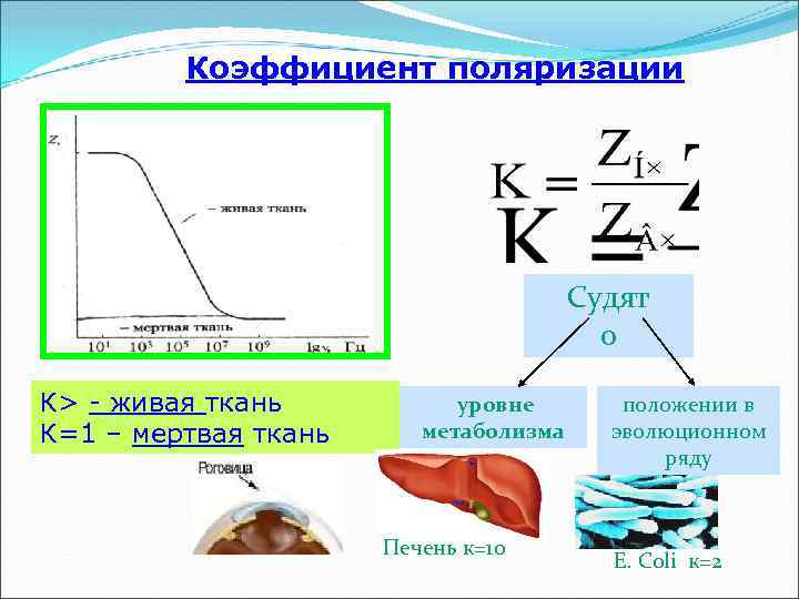 Эквивалентные электрические схемы живых тканей