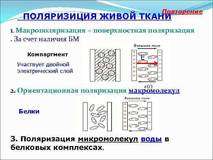 Простейшая электрическая эквивалентная схема биологической ткани