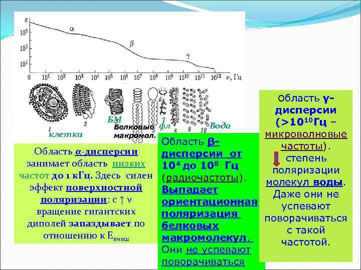 Область γ- дисперсии БМ (>1010 Гц – Вода Белковые фл клетки микроволновые макромол. Область