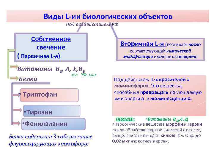 Виды L-ии биологических объектов Под воздействием УФ Собственное свечение ( Первичная L-я) Витамины В