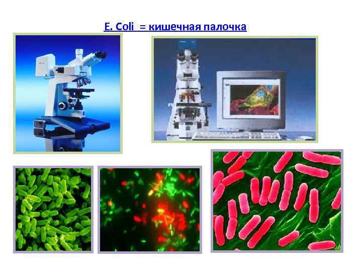 E. Coli = кишечная палочка 