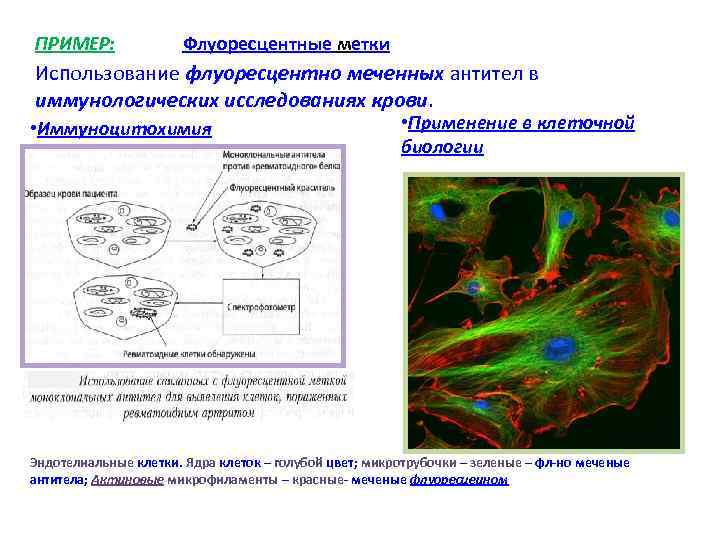 ПРИМЕР: Флуоресцентные метки Использование флуоресцентно меченных антител в иммунологических исследованиях крови. • Иммуноцитохимия •