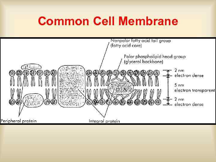 Common Cell Membrane 
