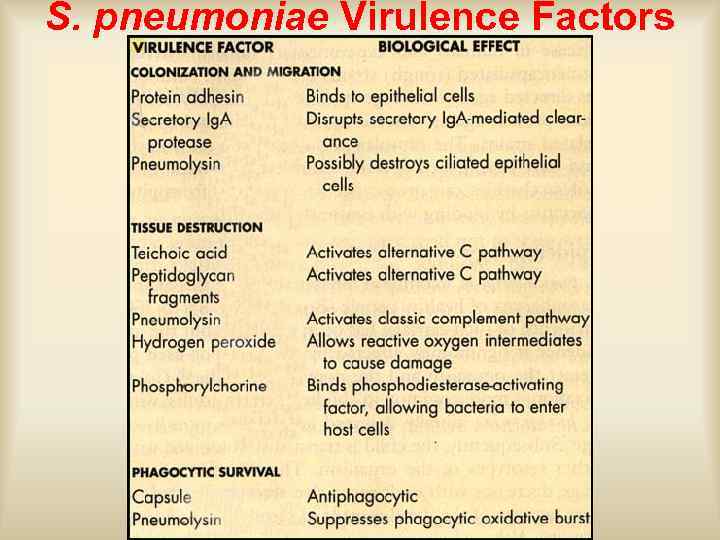 S. pneumoniae Virulence Factors 