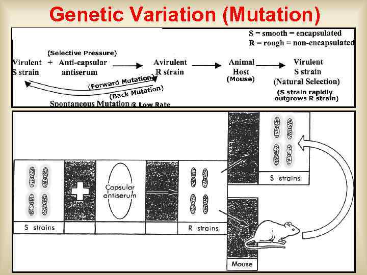 Genetic Variation (Mutation) 