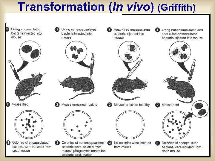Transformation (In vivo) (Griffith) 
