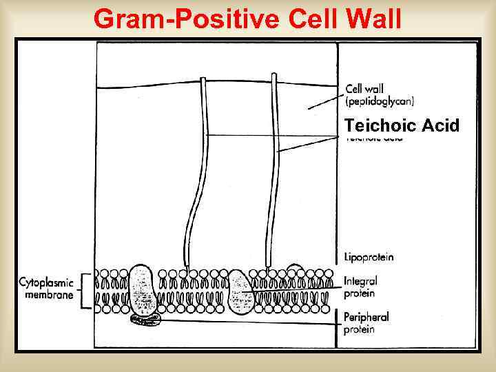 Gram-Positive Cell Wall Teichoic Acid 