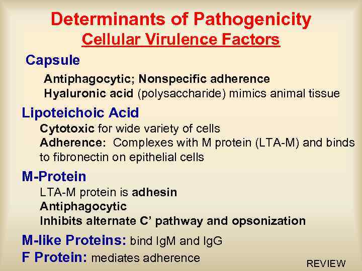 Determinants of Pathogenicity Cellular Virulence Factors Capsule Antiphagocytic; Nonspecific adherence Hyaluronic acid (polysaccharide) mimics