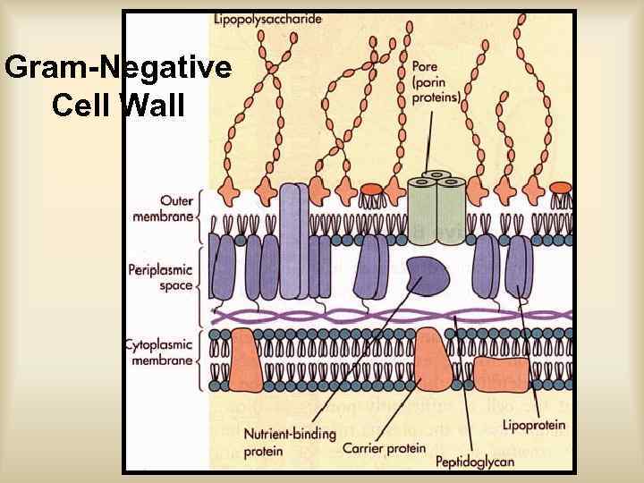 Gram-Negative Cell Wall 