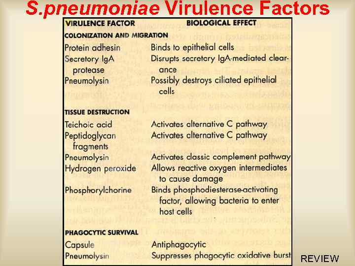 S. pneumoniae Virulence Factors REVIEW 
