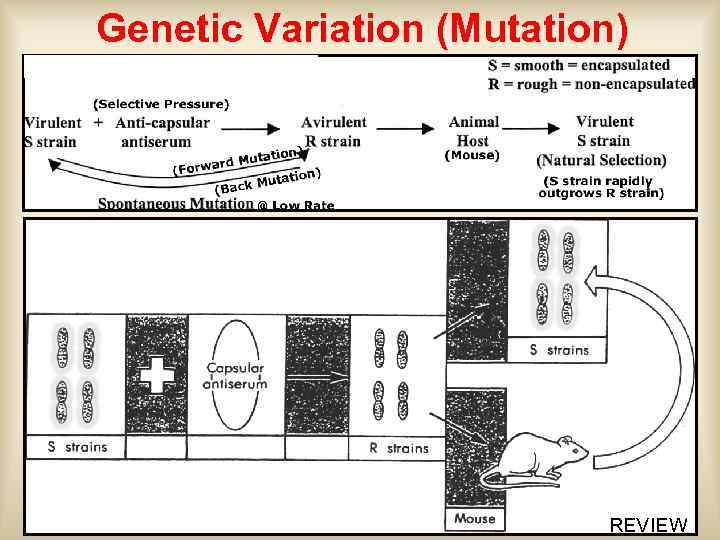 Genetic Variation (Mutation) REVIEW 