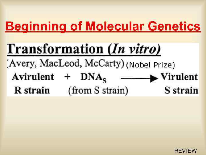 Beginning of Molecular Genetics REVIEW 