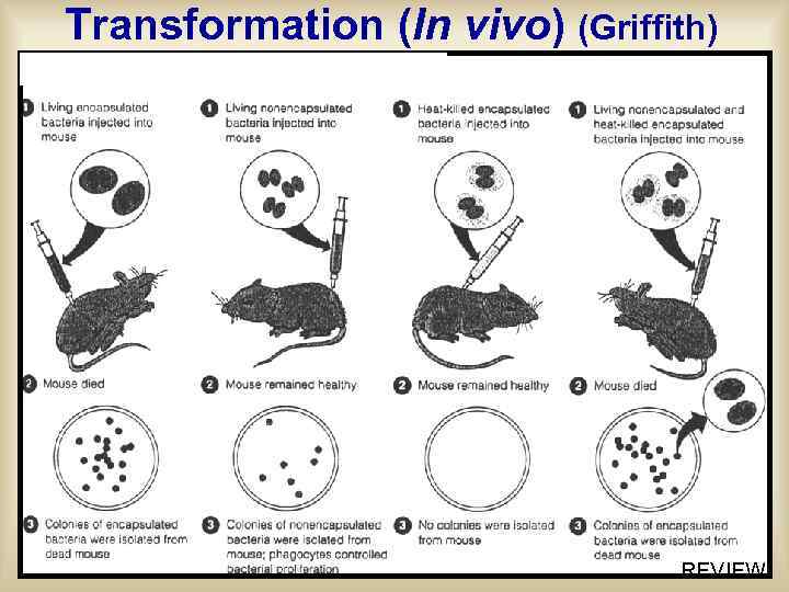 Transformation (In vivo) (Griffith) REVIEW 