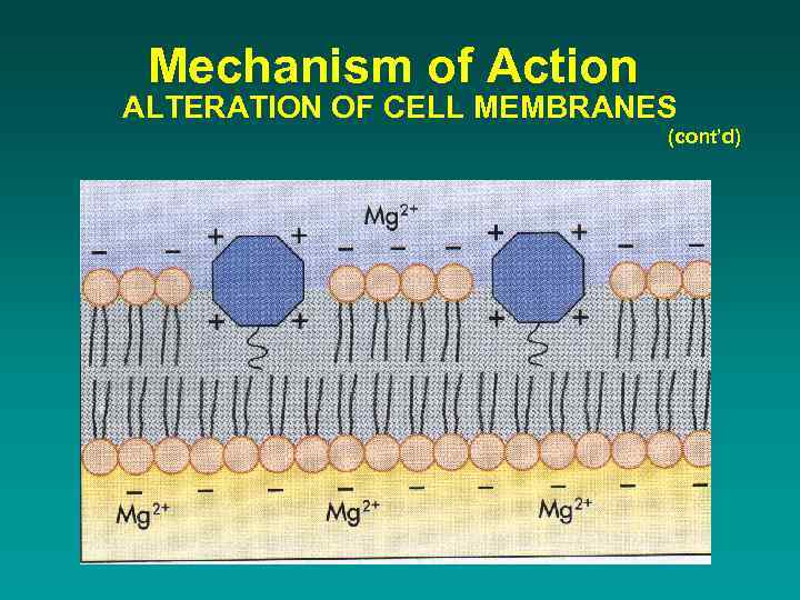 Mechanism of Action ALTERATION OF CELL MEMBRANES (cont’d) 