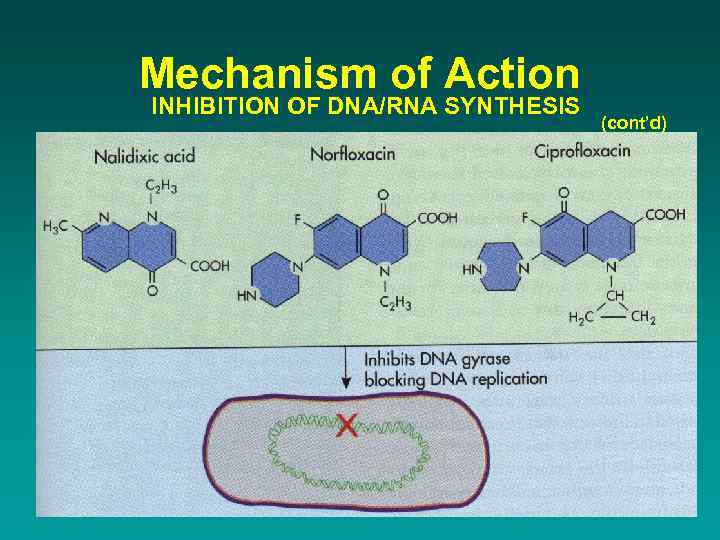 Mechanism of Action INHIBITION OF DNA/RNA SYNTHESIS (cont’d) 