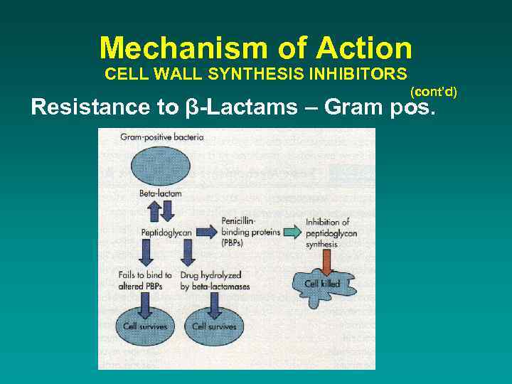 Mechanism of Action CELL WALL SYNTHESIS INHIBITORS (cont’d) Resistance to β-Lactams – Gram pos.