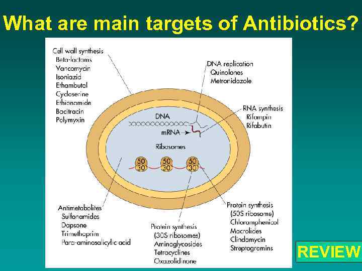 What are main targets of Antibiotics? REVIEW 