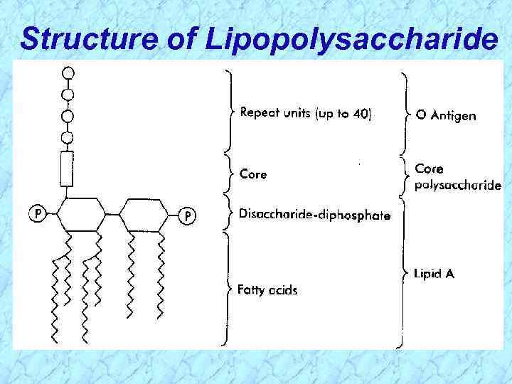 Structure of Lipopolysaccharide 