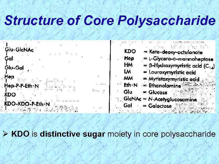 Structure of Core Polysaccharide Ø KDO is distinctive sugar moiety in core polysaccharide 
