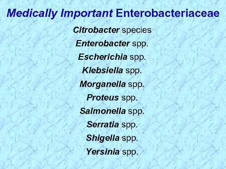 Medically Important Enterobacteriaceae Citrobacter species Enterobacter spp. Escherichia spp. Klebsiella spp. Morganella spp. Proteus