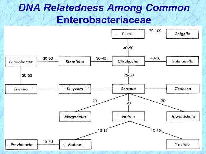 DNA Relatedness Among Common Enterobacteriaceae 