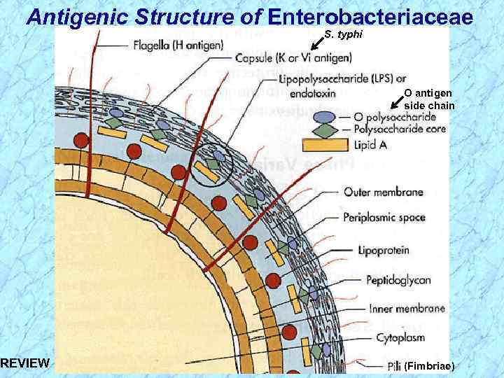Antigenic Structure of Enterobacteriaceae S. typhi O antigen side chain REVIEW (Fimbriae) 