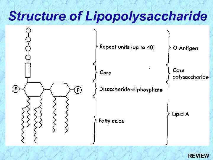 Structure of Lipopolysaccharide REVIEW 