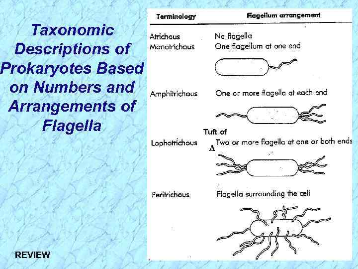 Taxonomic Descriptions of Prokaryotes Based on Numbers and Arrangements of Flagella Tuft of REVIEW