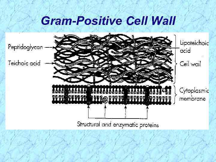 Gram-Positive Cell Wall 