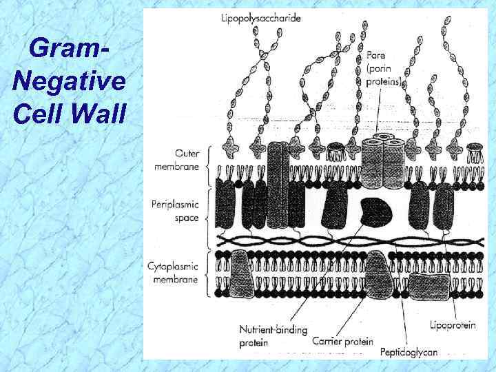 Gram. Negative Cell Wall 