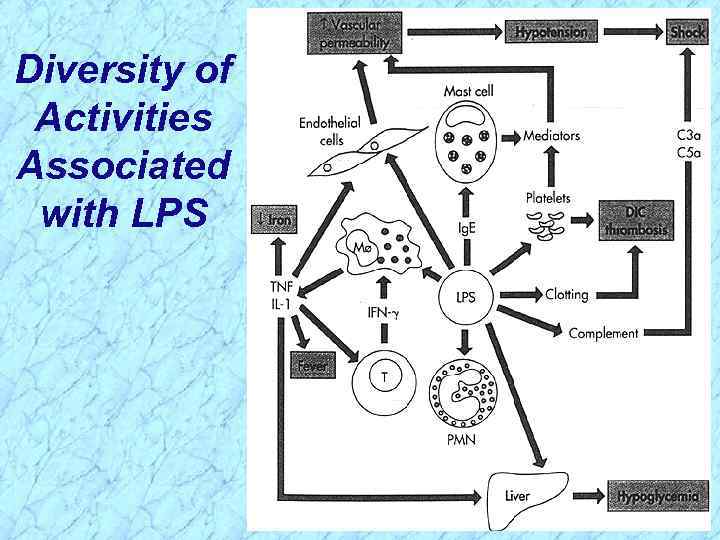 Diversity of Activities Associated with LPS 