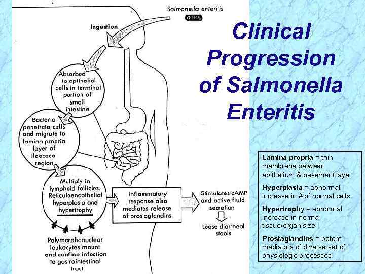 Clinical Progression of Salmonella Enteritis Lamina propria = thin membrane between epithelium & basement