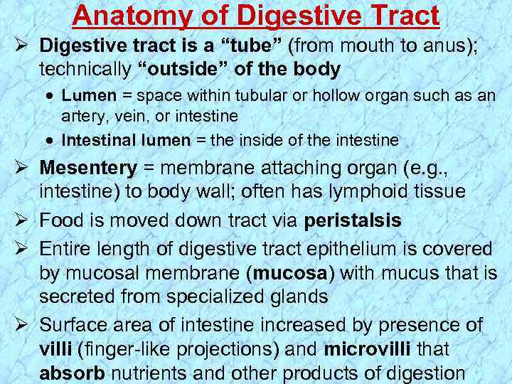 Anatomy of Digestive Tract Ø Digestive tract is a “tube” (from mouth to anus);