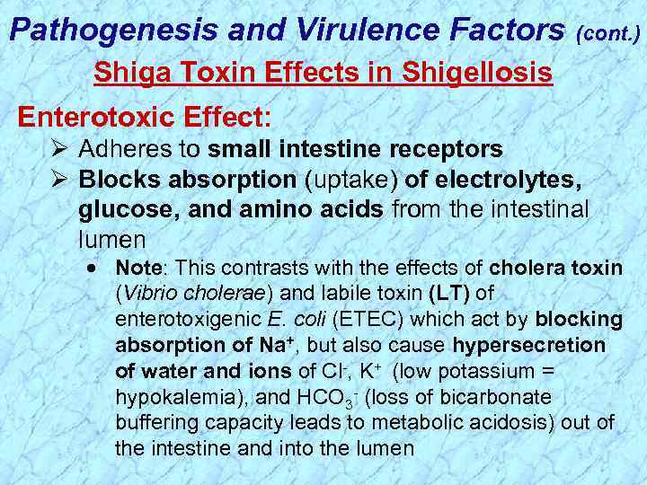 Pathogenesis and Virulence Factors (cont. ) Shiga Toxin Effects in Shigellosis Enterotoxic Effect: Ø