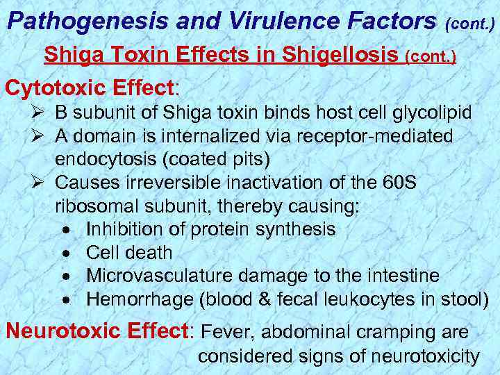 Pathogenesis and Virulence Factors (cont. ) Shiga Toxin Effects in Shigellosis (cont. ) Cytotoxic