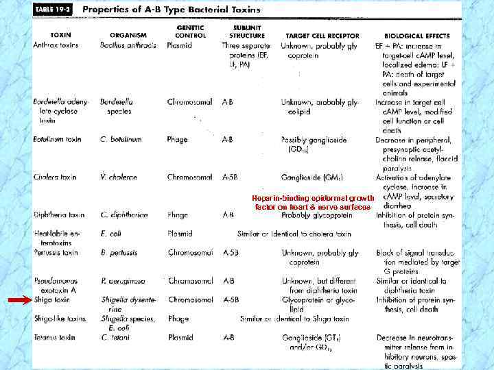 Heparin-binding epidermal growth factor on heart & nerve surfaces 