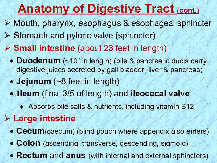 Anatomy of Digestive Tract (cont. ) Ø Mouth, pharynx, esophagus & esophageal sphincter Ø
