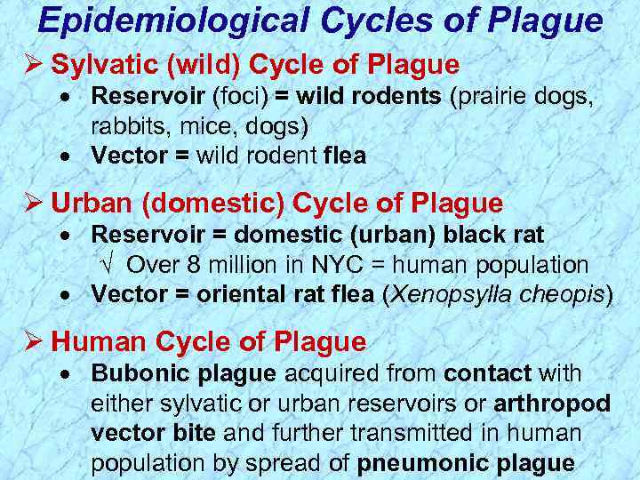 Epidemiological Cycles of Plague Ø Sylvatic (wild) Cycle of Plague · Reservoir (foci) =