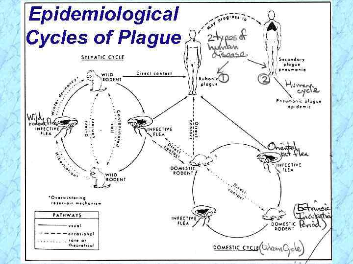 Epidemiological Cycles of Plague 