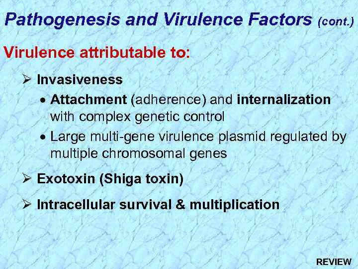 Pathogenesis and Virulence Factors (cont. ) Virulence attributable to: Ø Invasiveness · Attachment (adherence)