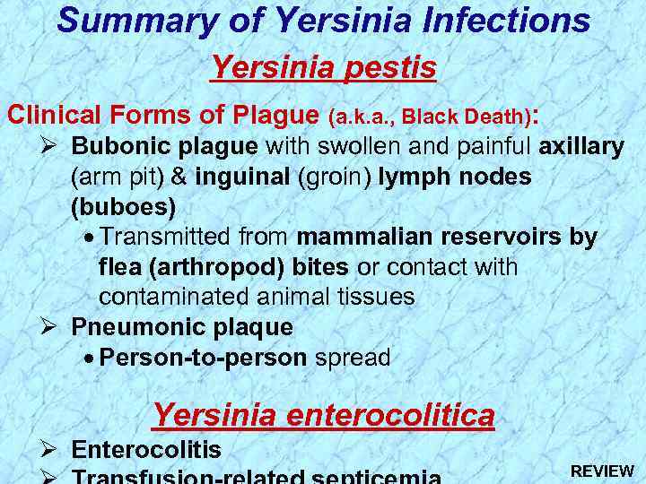 Summary of Yersinia Infections Yersinia pestis Clinical Forms of Plague (a. k. a. ,