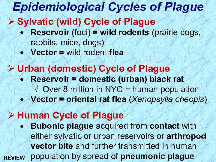 Epidemiological Cycles of Plague Ø Sylvatic (wild) Cycle of Plague · Reservoir (foci) =