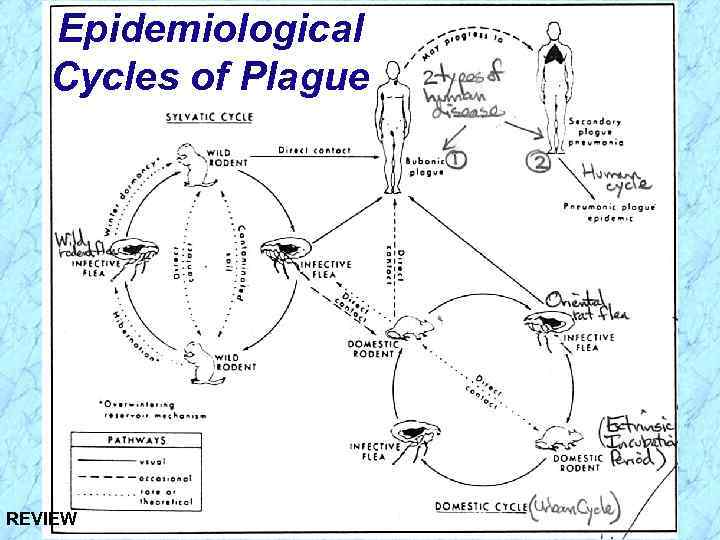 Epidemiological Cycles of Plague REVIEW 