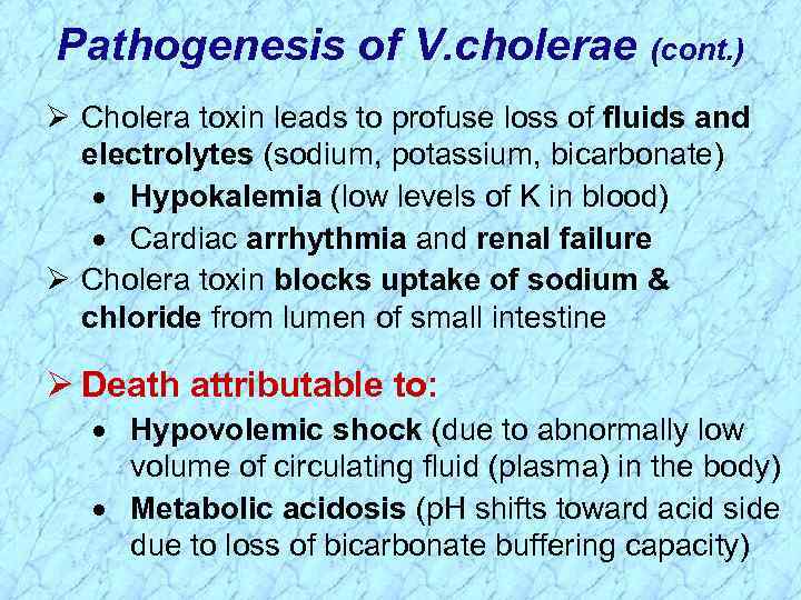 Pathogenesis of V. cholerae (cont. ) Ø Cholera toxin leads to profuse loss of