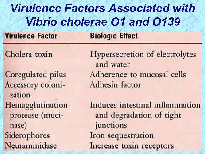 Virulence Factors Associated with Vibrio cholerae O 1 and O 139 