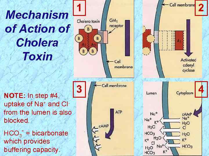 Mechanism of Action of Cholera Toxin NOTE: In step #4, uptake of Na+ and